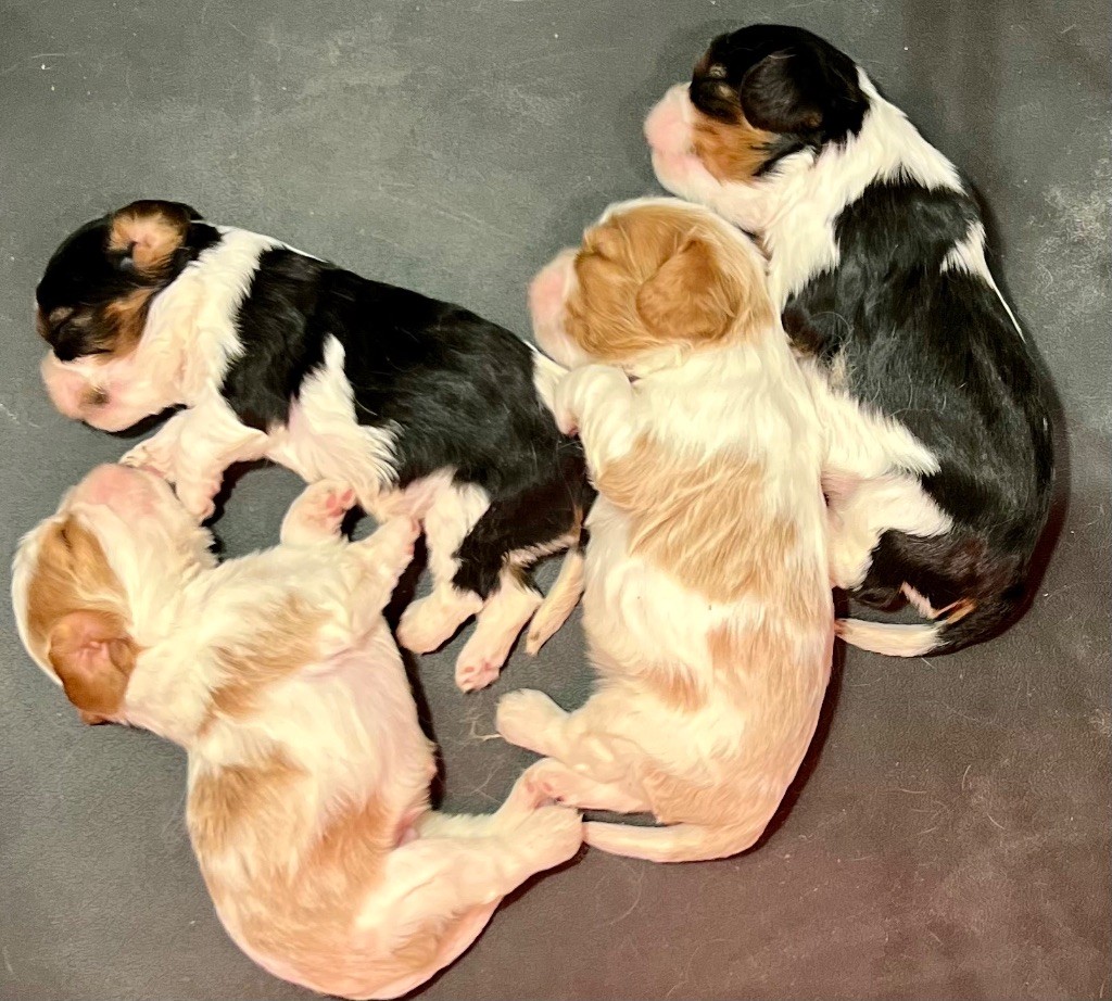 Chiot Cavalier King Charles Spaniel De La Lavande A La Côte Bleue